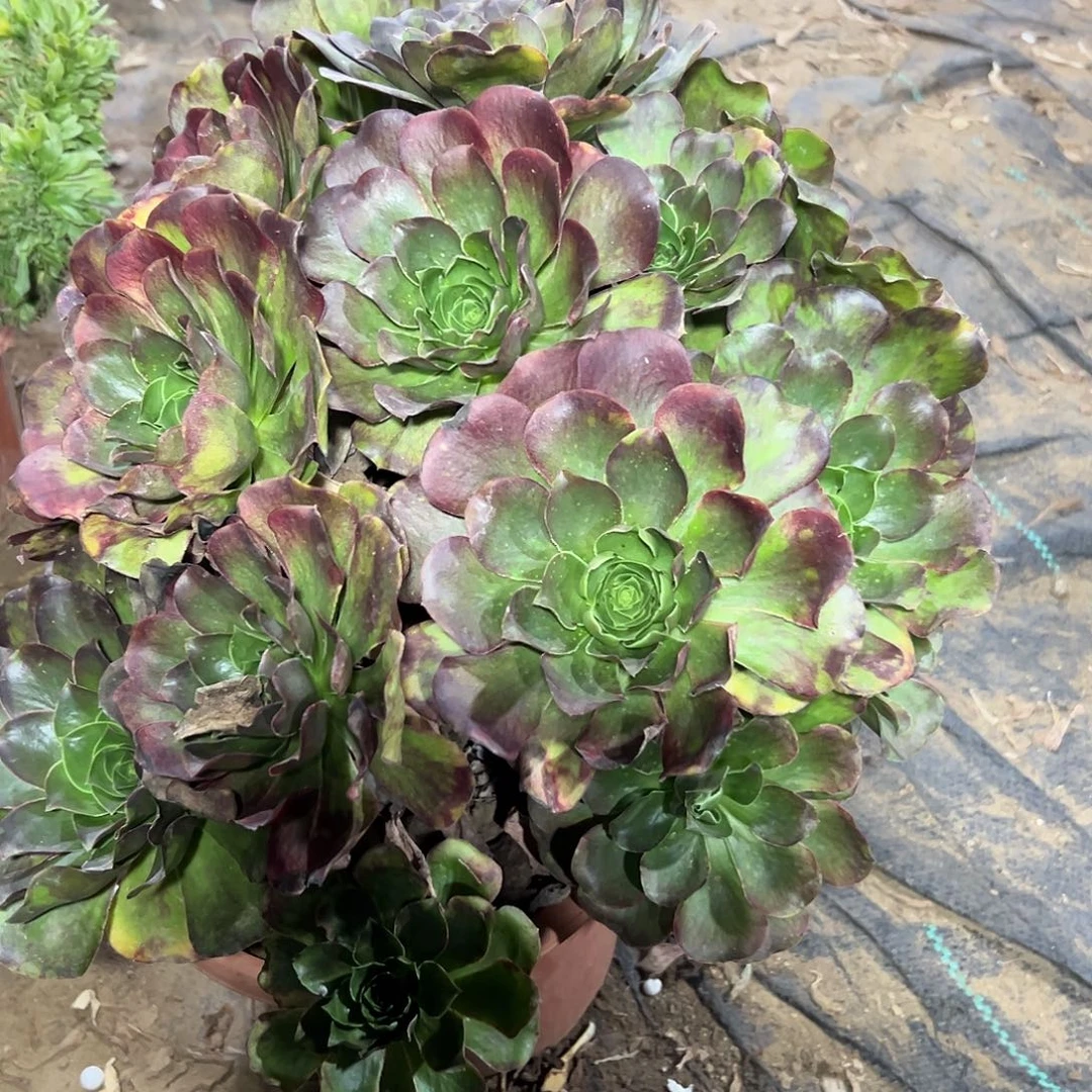 多肉植物梅金法师318
