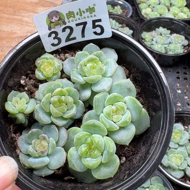 多肉植物多肉植物