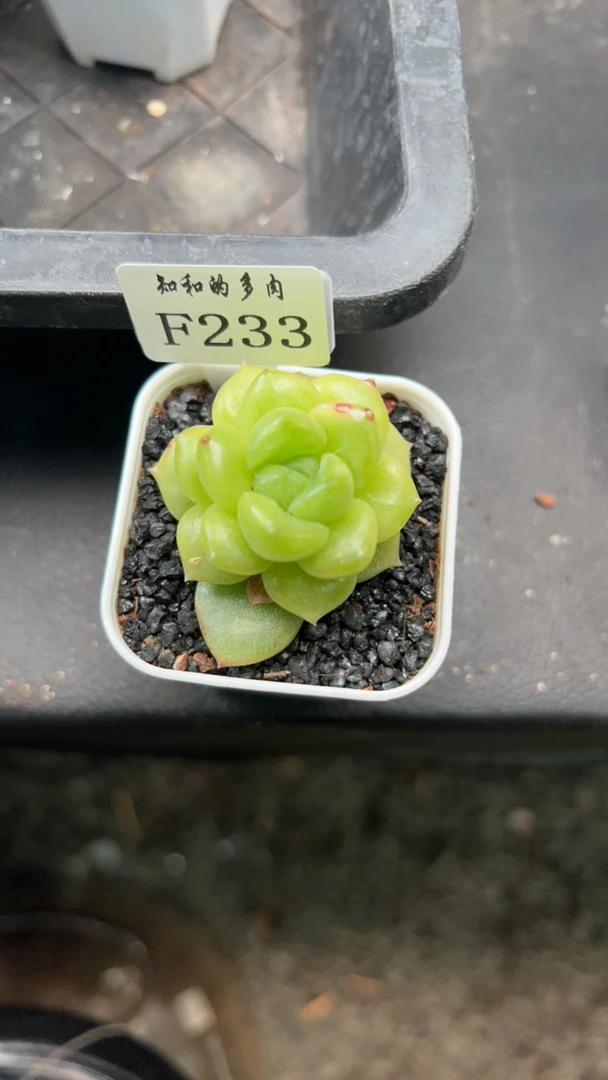 知和的多肉F233专拍链接