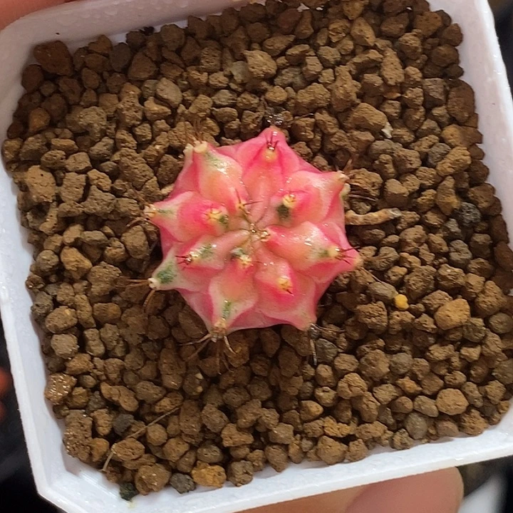 泰系侧芽——带盆土发货13