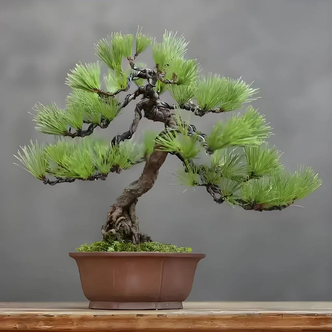 【造型】黑松耐寒的耐旱的耐高温