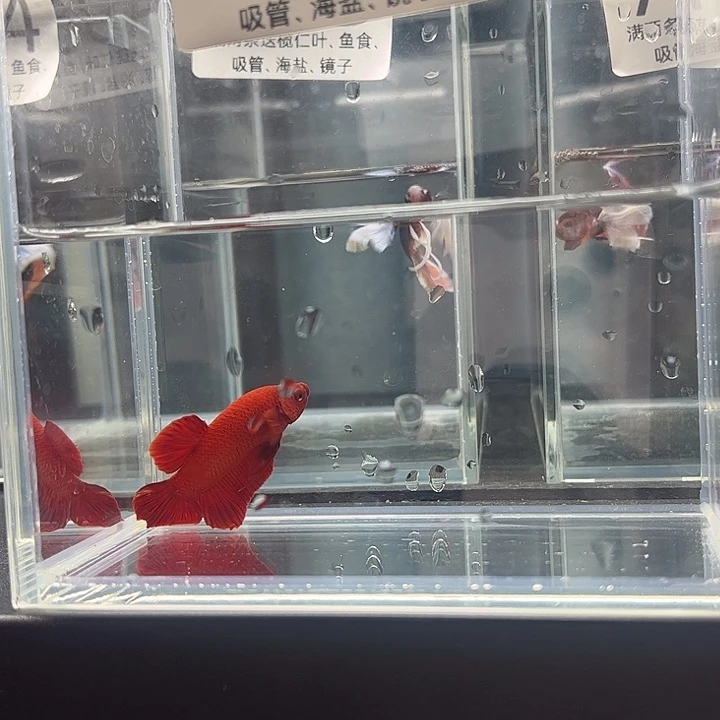 斗鱼泰国斗鱼C19号