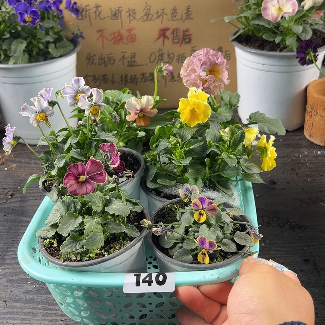 大部分花苞少量开放140号