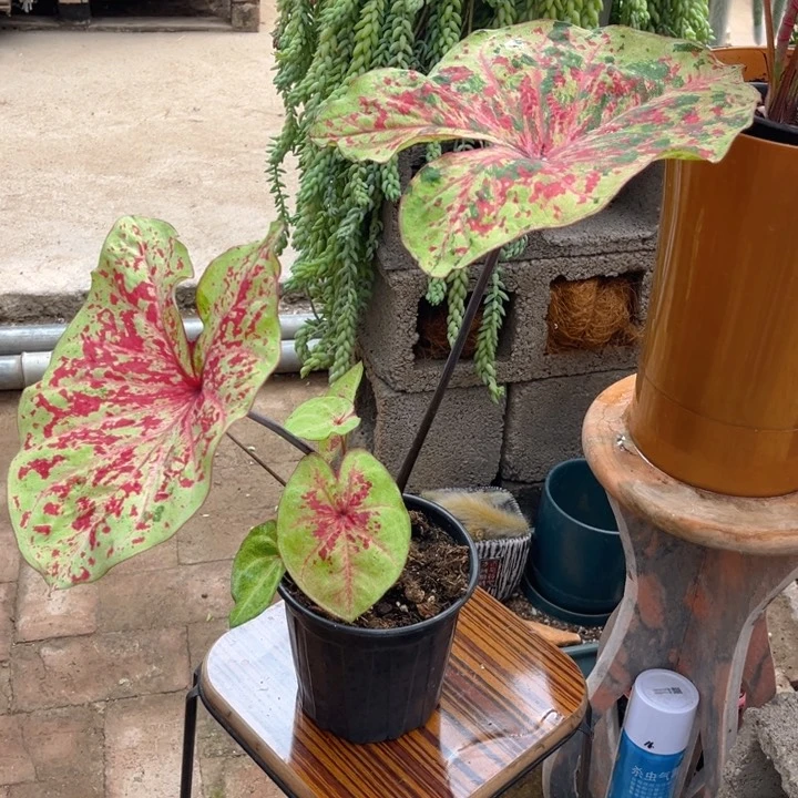 无花朵月光覆盆子彩叶芋