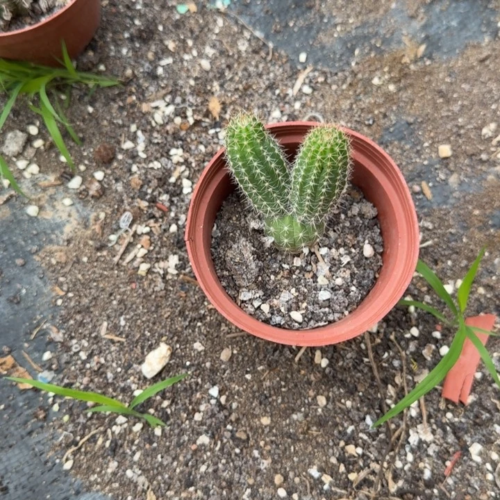 矮胖白檀404白檀533