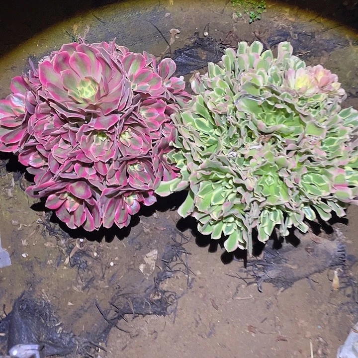 小*肉多肉植物断枝不包978女妖白凤