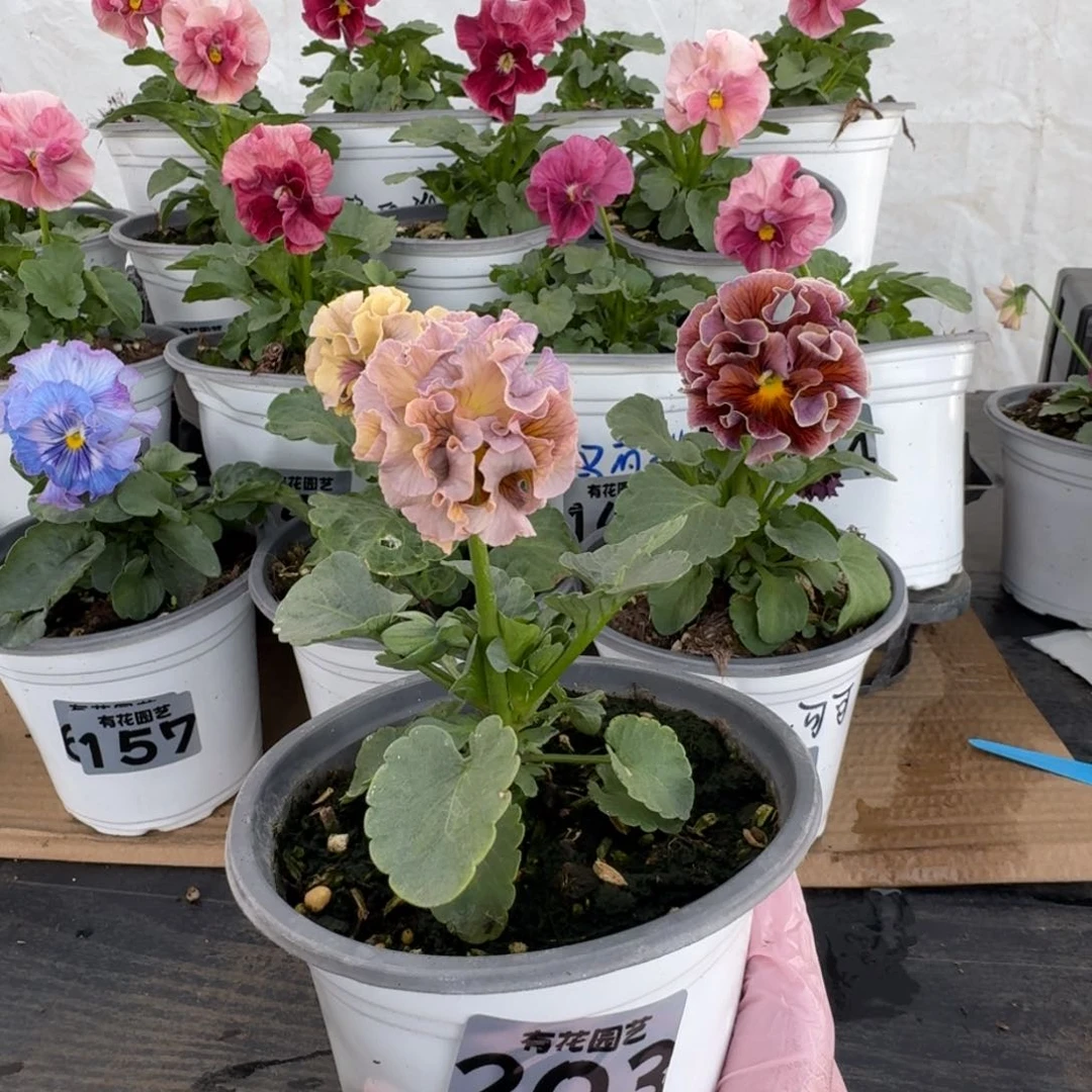 全部花朵203号角堇