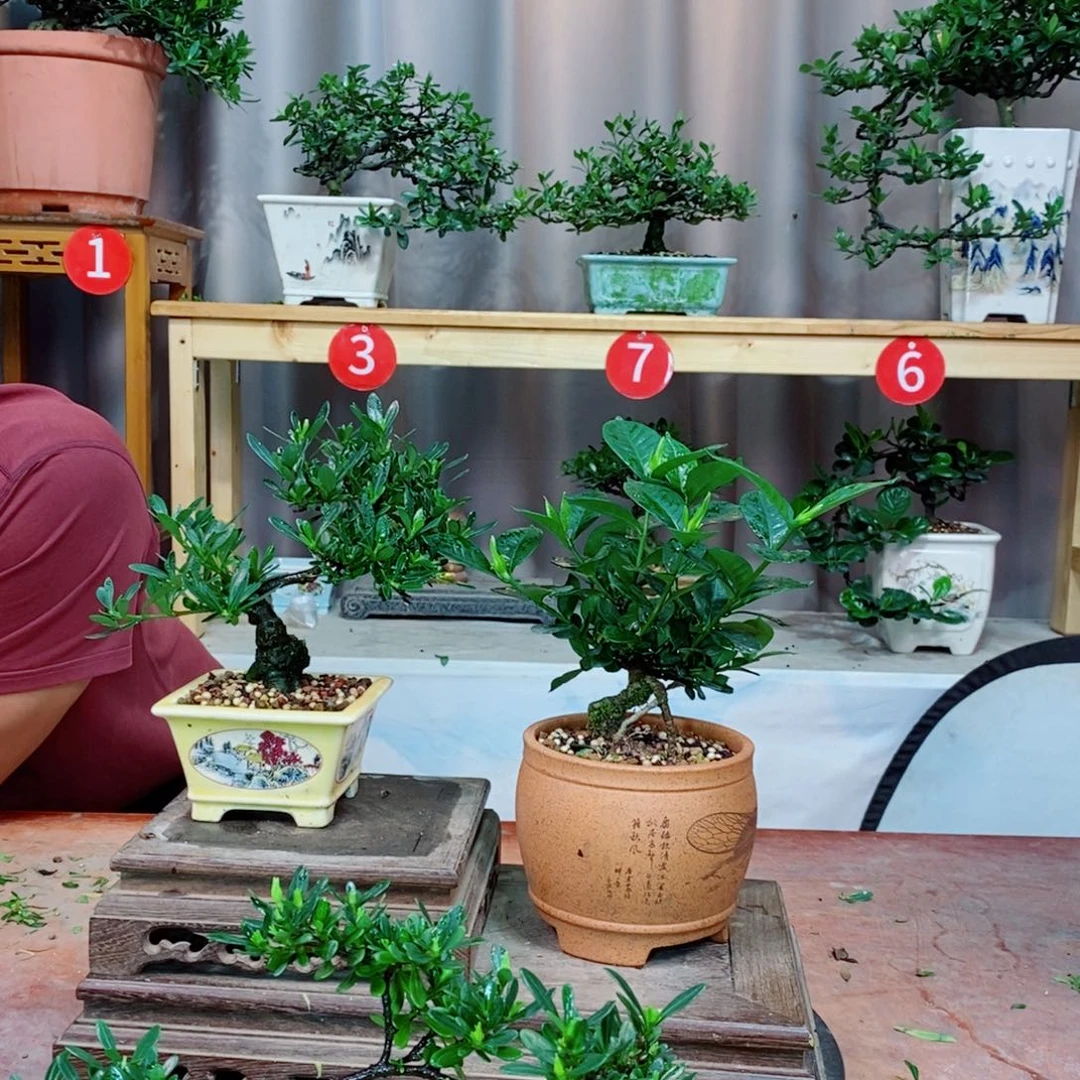栀子花开了花开花