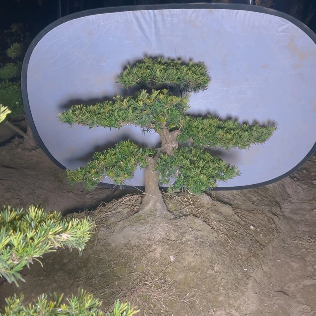 用****514755596886588888