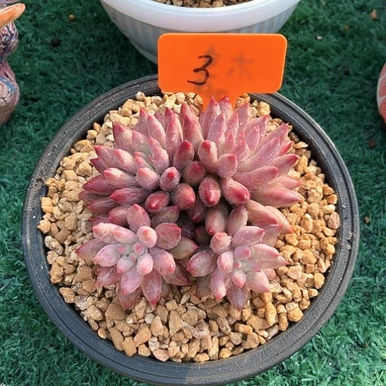 虞美人3号码牌子的话题了解