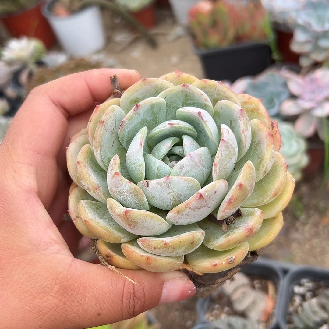 多肉植物多肉植物