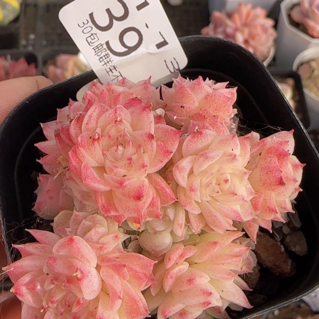 麦秆群一颗脱土发货