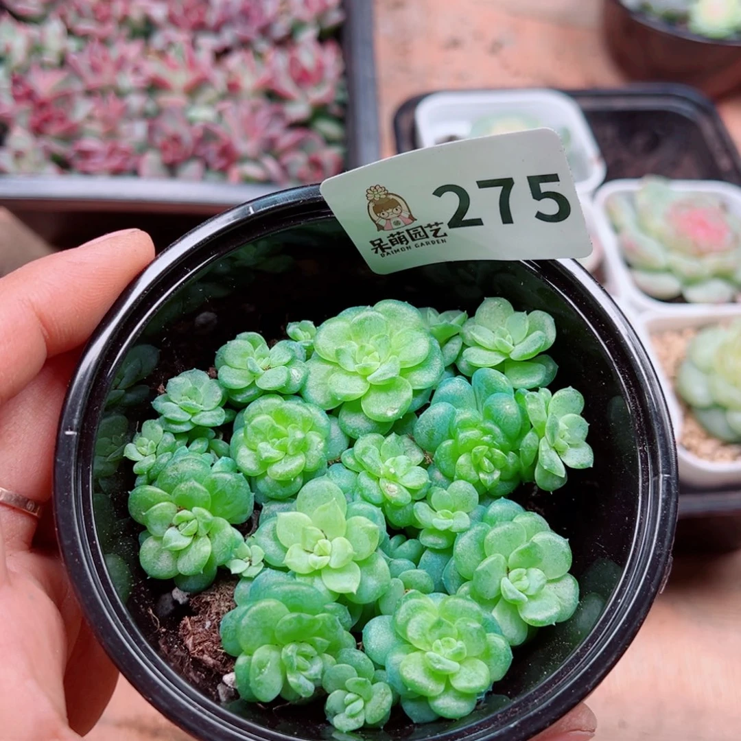 多肉植物多肉植物