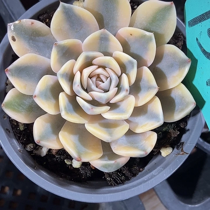 多肉植物汉堡锦1513