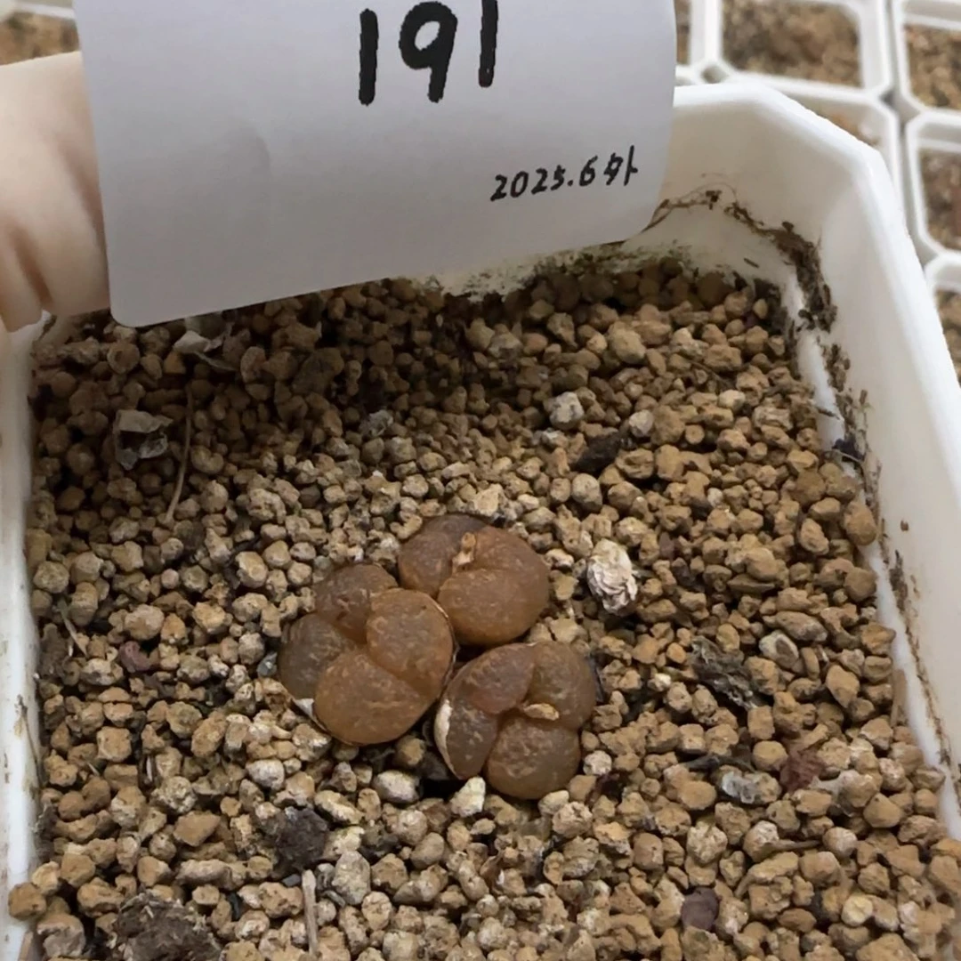 ¿*多肉多肉多肉6.3-191