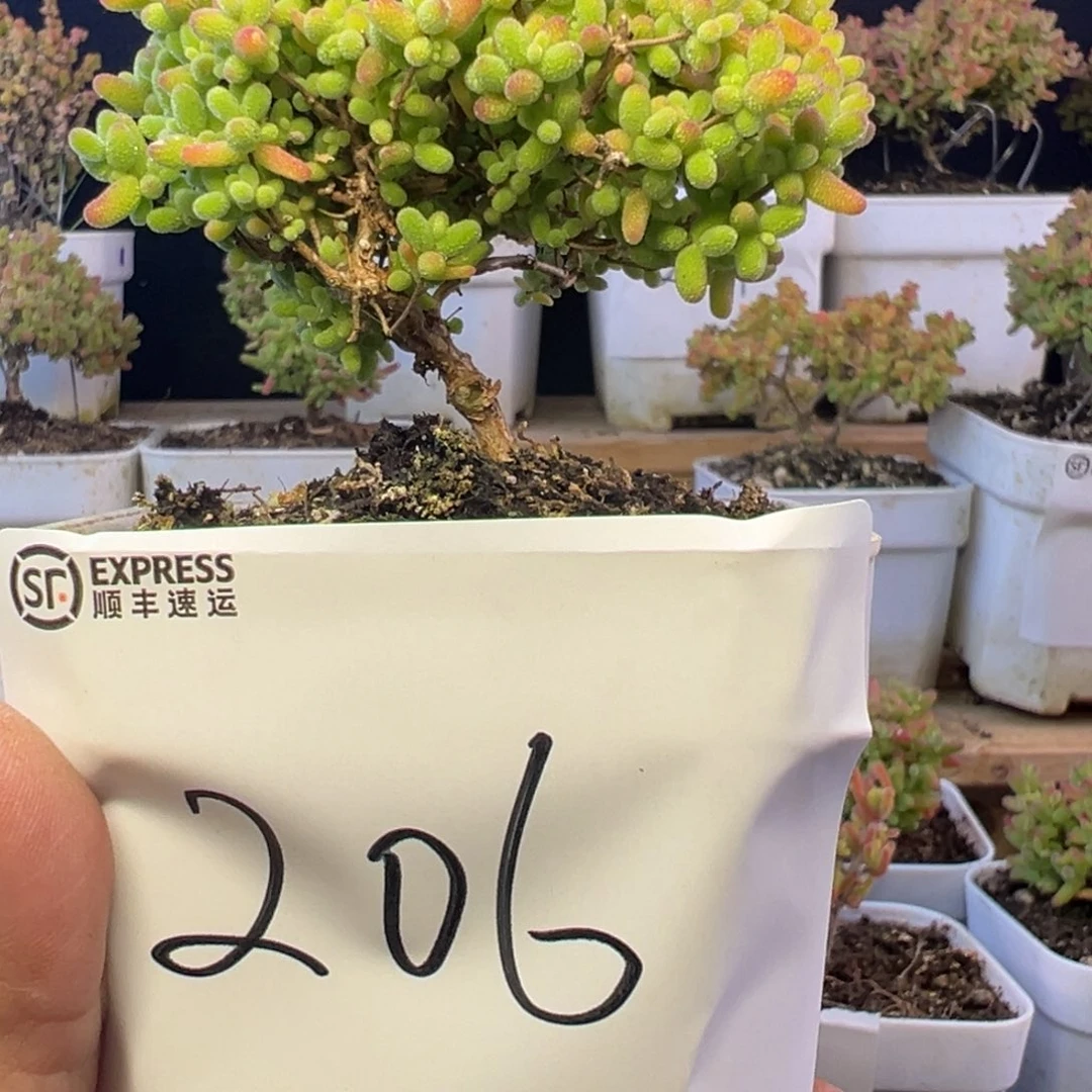 8厘米蜜橘拍下有惊喜