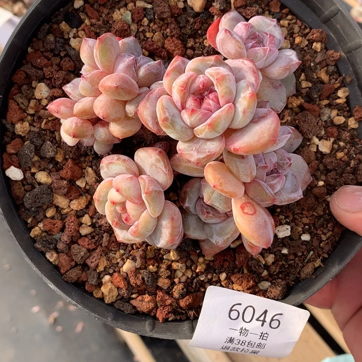 6046石榴籽星影底色超级黄透的一颗默认有砍
