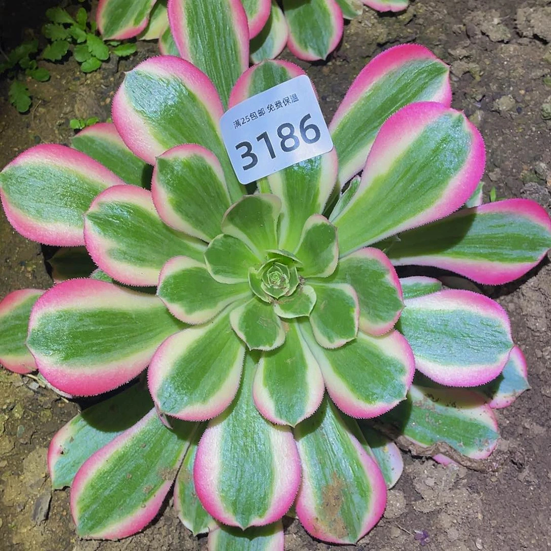 3186粉女郎多肉植物