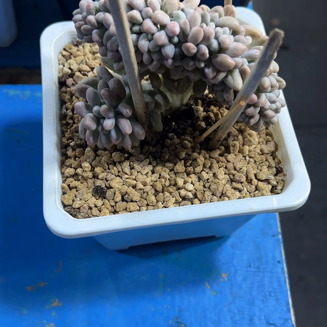 汤圆缀化多肉植物