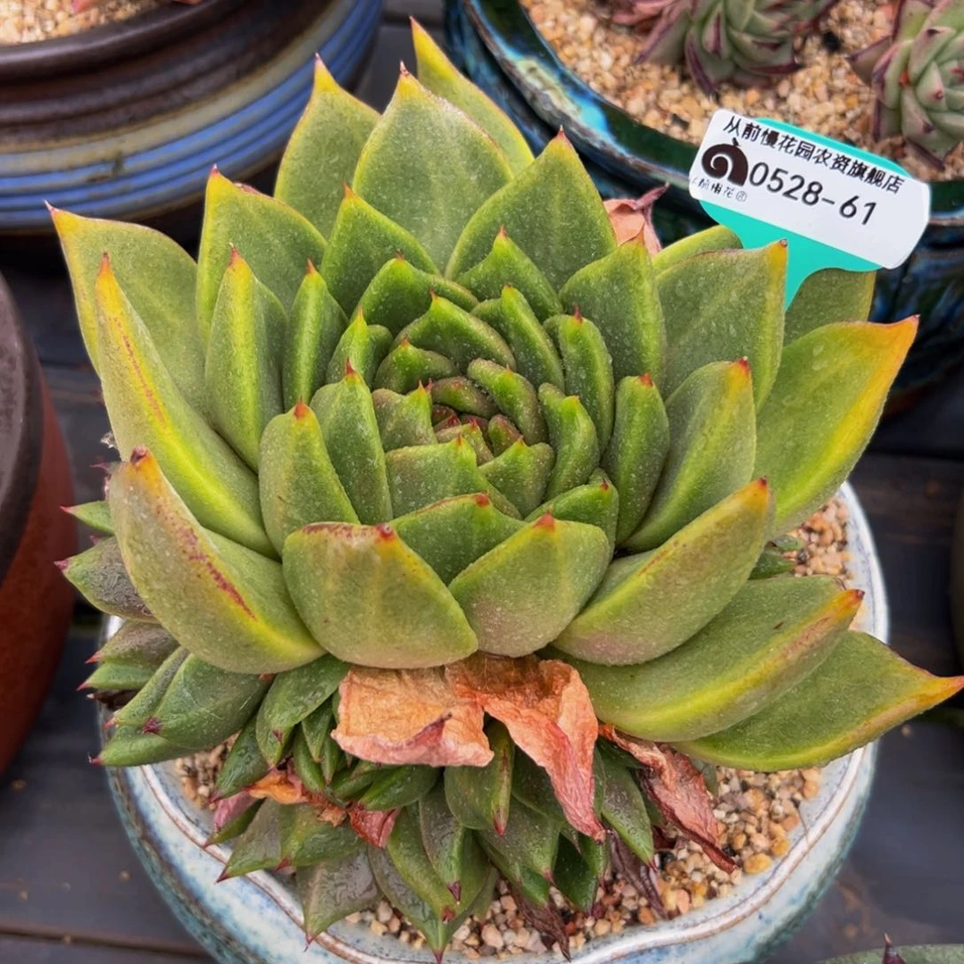 彼*花多肉一物一拍.0528-61