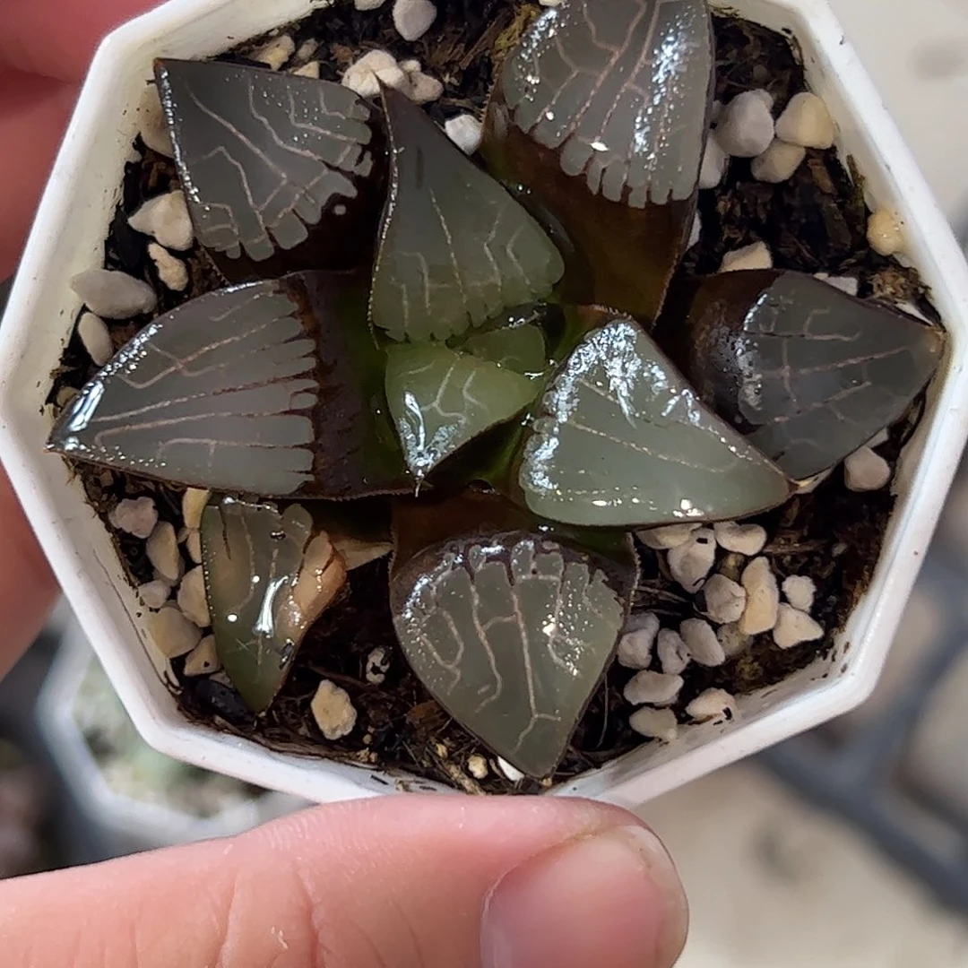 实生克十二卷多肉植物满