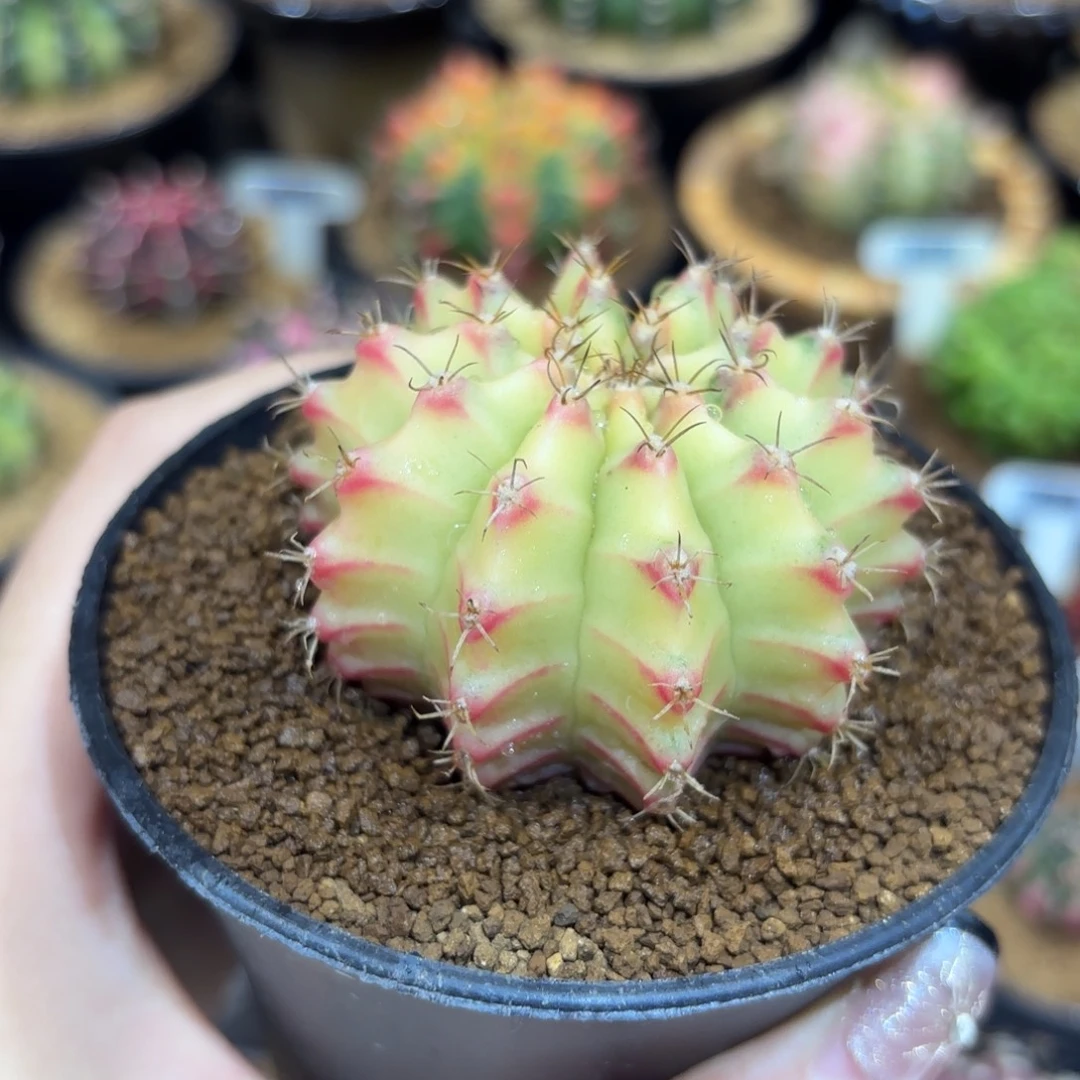 5.8cm奶黄小红唇