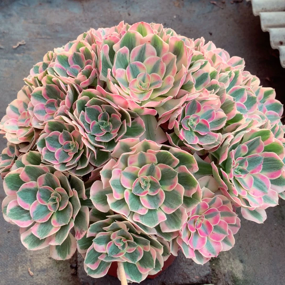 粉女郎，多肉植物的