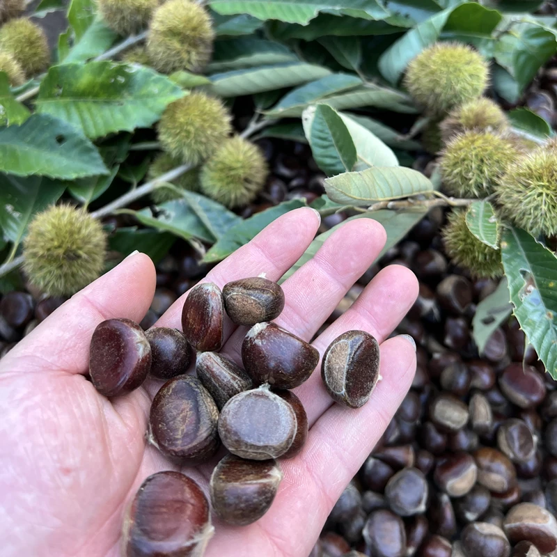 【精选】2025新鲜深山小板栗秀珍小毛栗子小甘栗油栗生鲜板栗