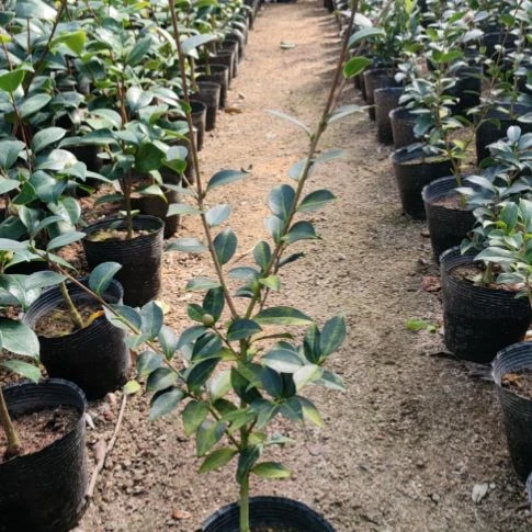 大部分开放少量花苞英八根接苗