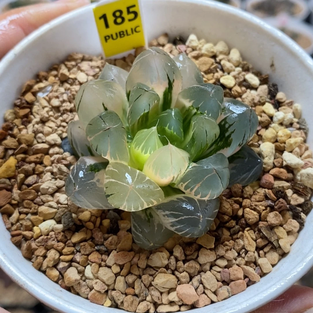 185水晶×冰川玉露锦