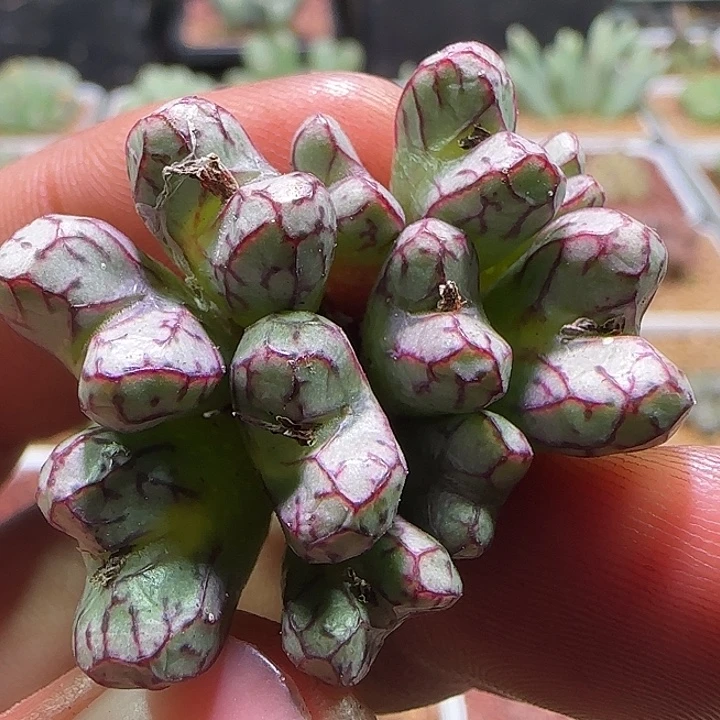 哈哈哈哈哈哈哈。959