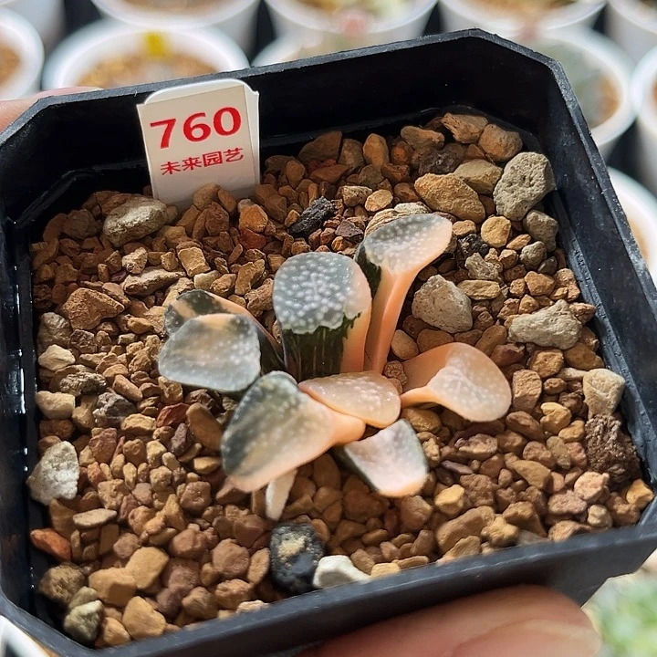 760点点寿锦福利福利