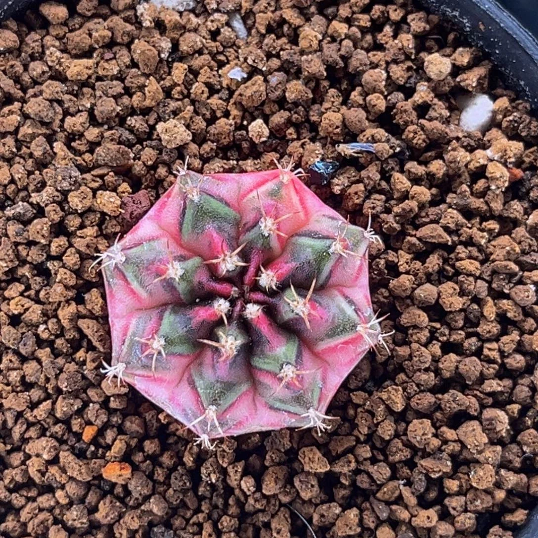 卡农昌 米哈仙人球