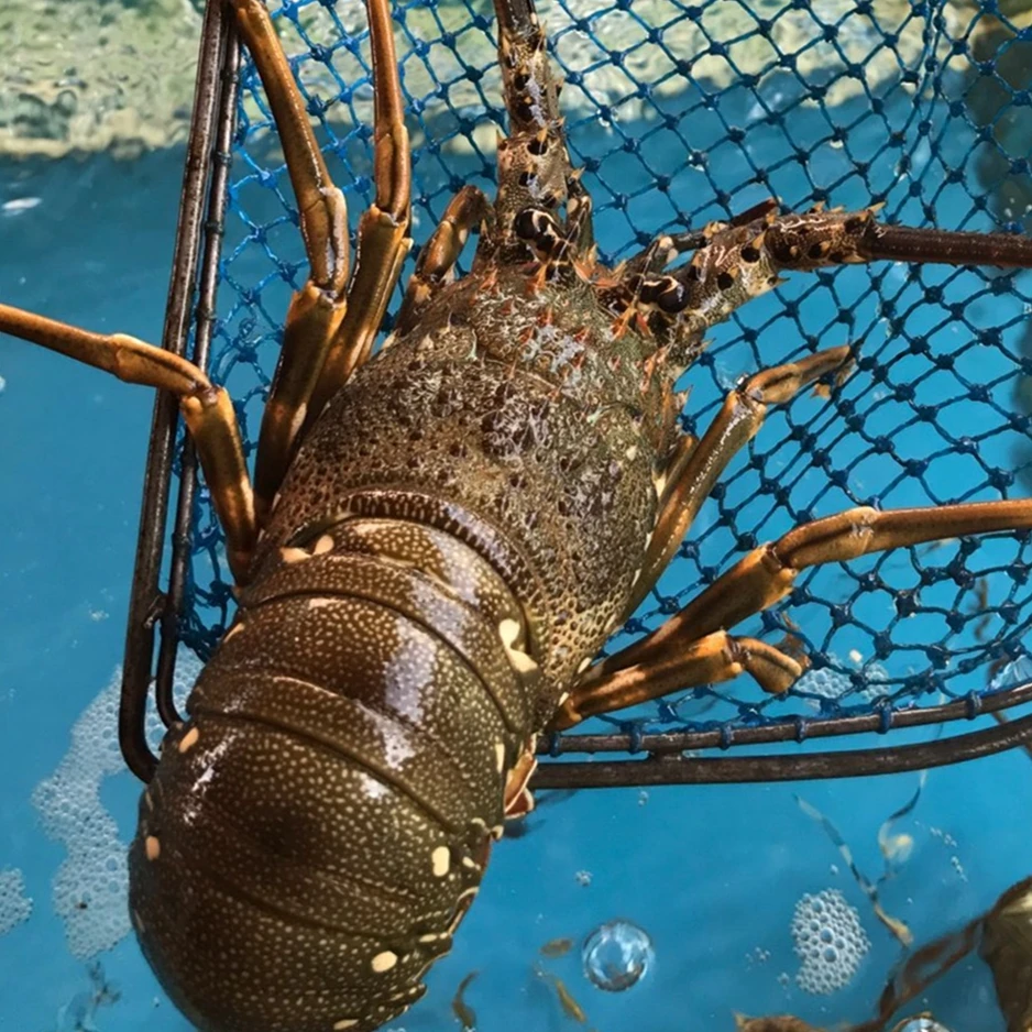 鲜活青龙仔 液氮冷冻青龙仔（均有销售）精品