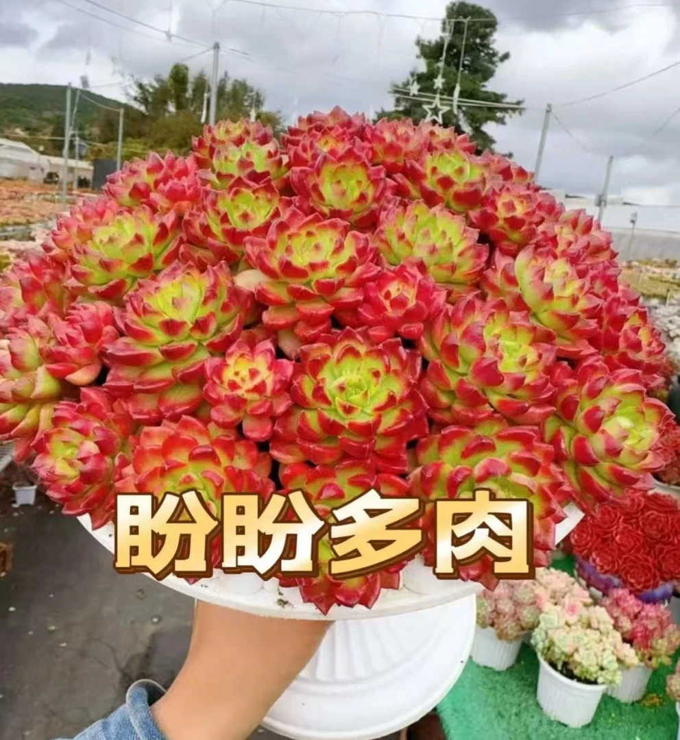 X爱马斯玫瑰+罗马盆  好看好养 云南基地直发 带盆带土