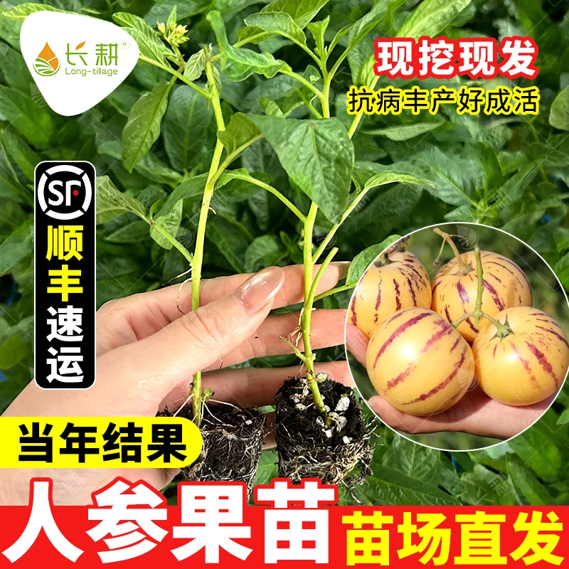 奶香人参果苗人参果秧苗子春秋四季盆栽水果种苗南方树苗人叁果籽