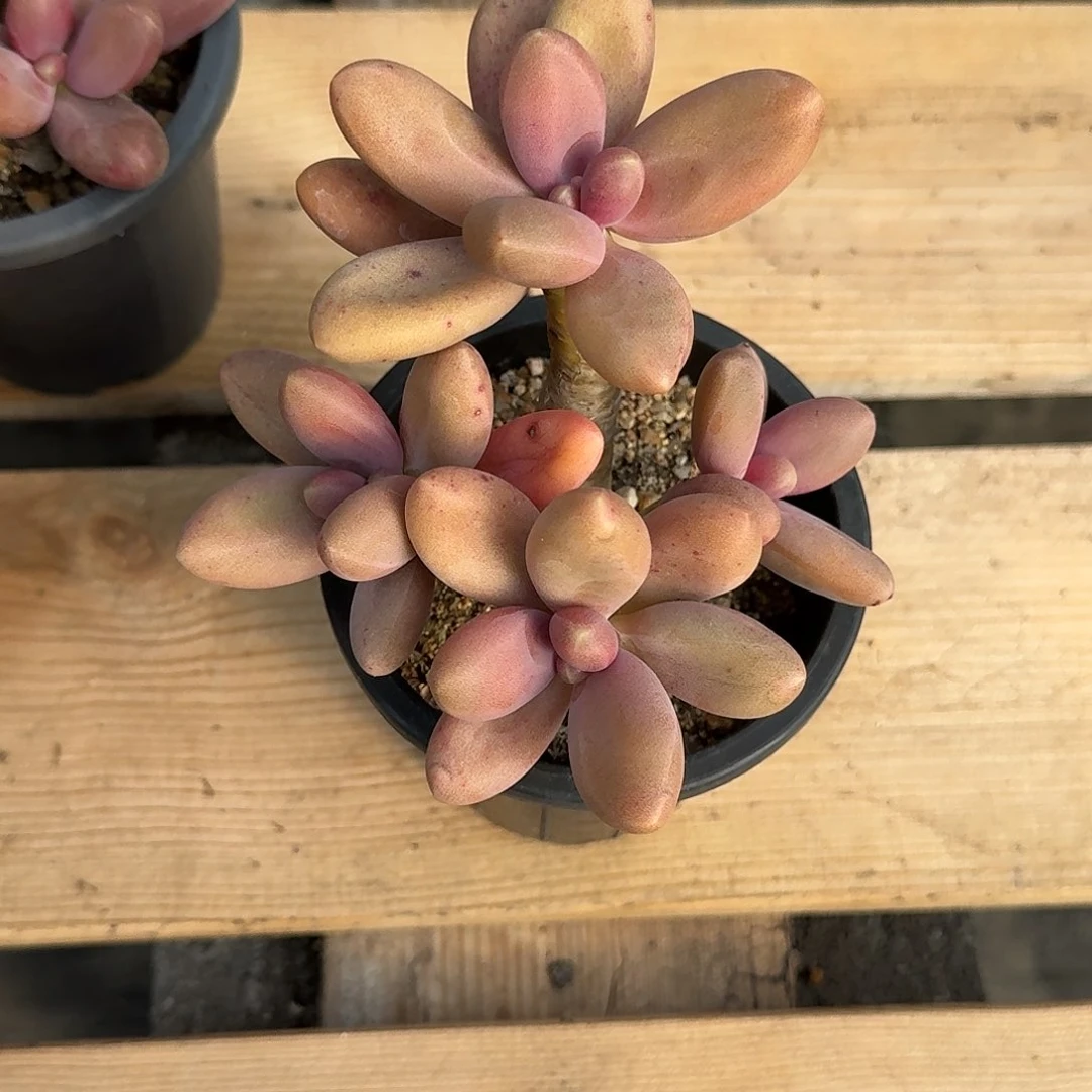 糖果美人多肉植物一物一拍