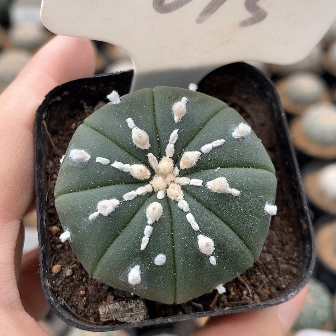 073琉璃海星系列产品
