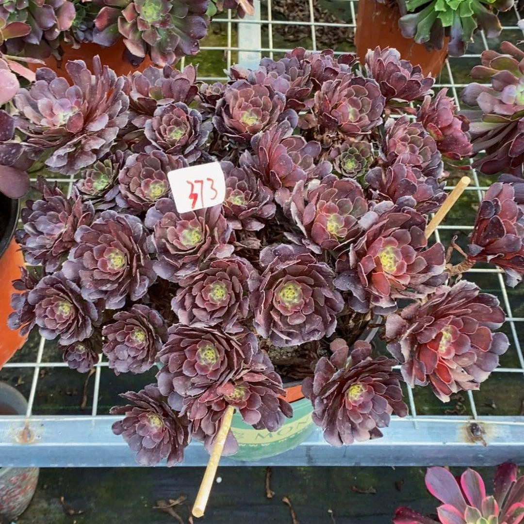 373号黑萝莉法师多肉