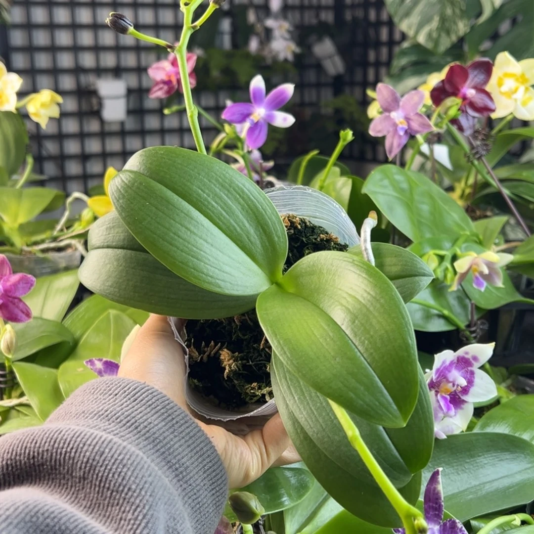 完全开放A084，yuki专拍