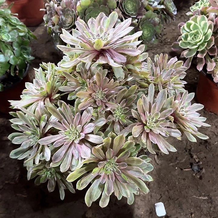 暴**汪多肉植物荧火粉黛66