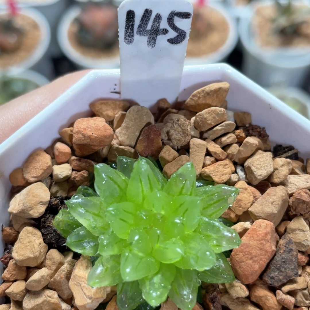 145变异樱变。