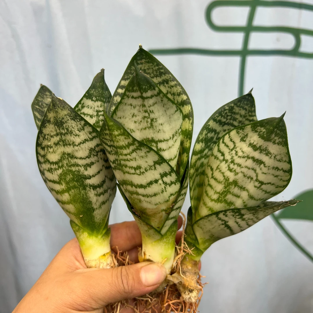 虎耳【小花猫】虎皮兰品种卧室绿植盆栽净化空气防辐射