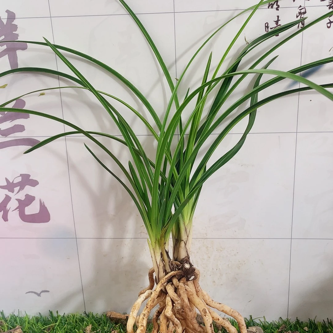 兰***舞完全开放兰花兰花