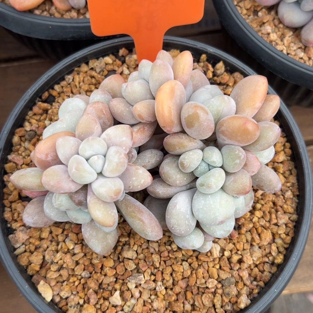 特价拉拉奶1111111111