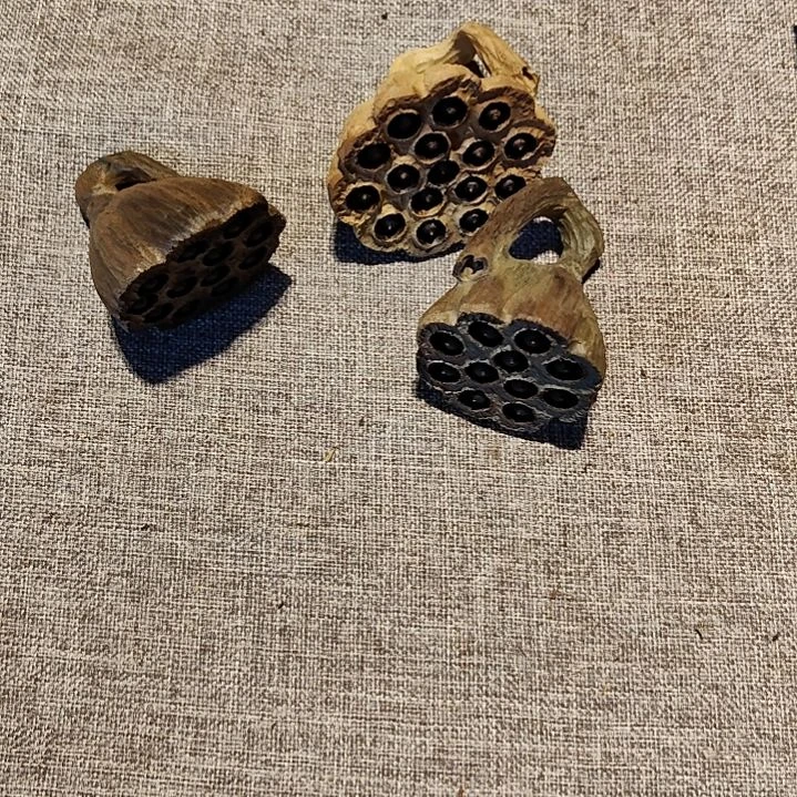 金丝楠家****儿小叶金丝楠木小莲蓬