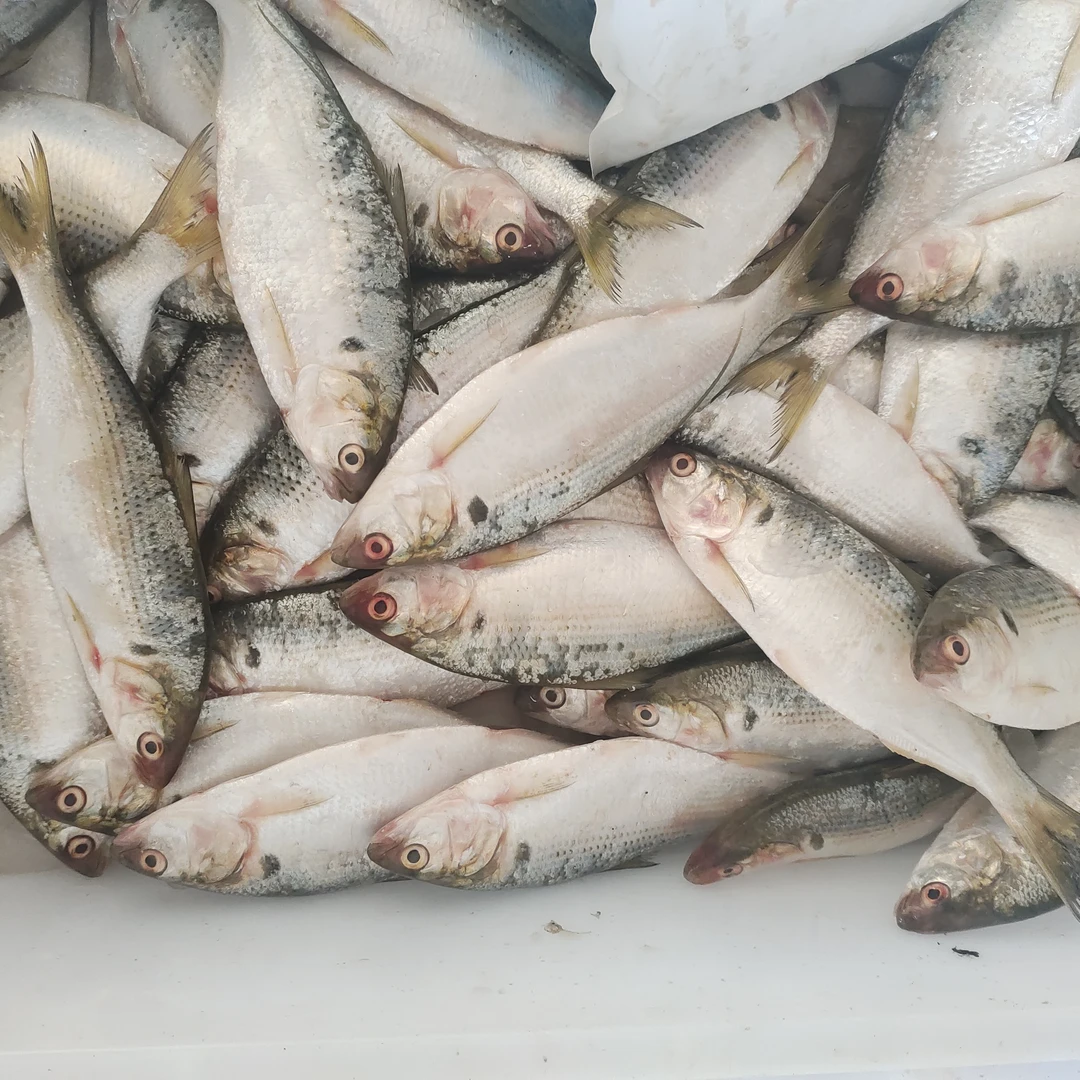 大刺鱼 渤海湾新鲜下船 一斤5-6条