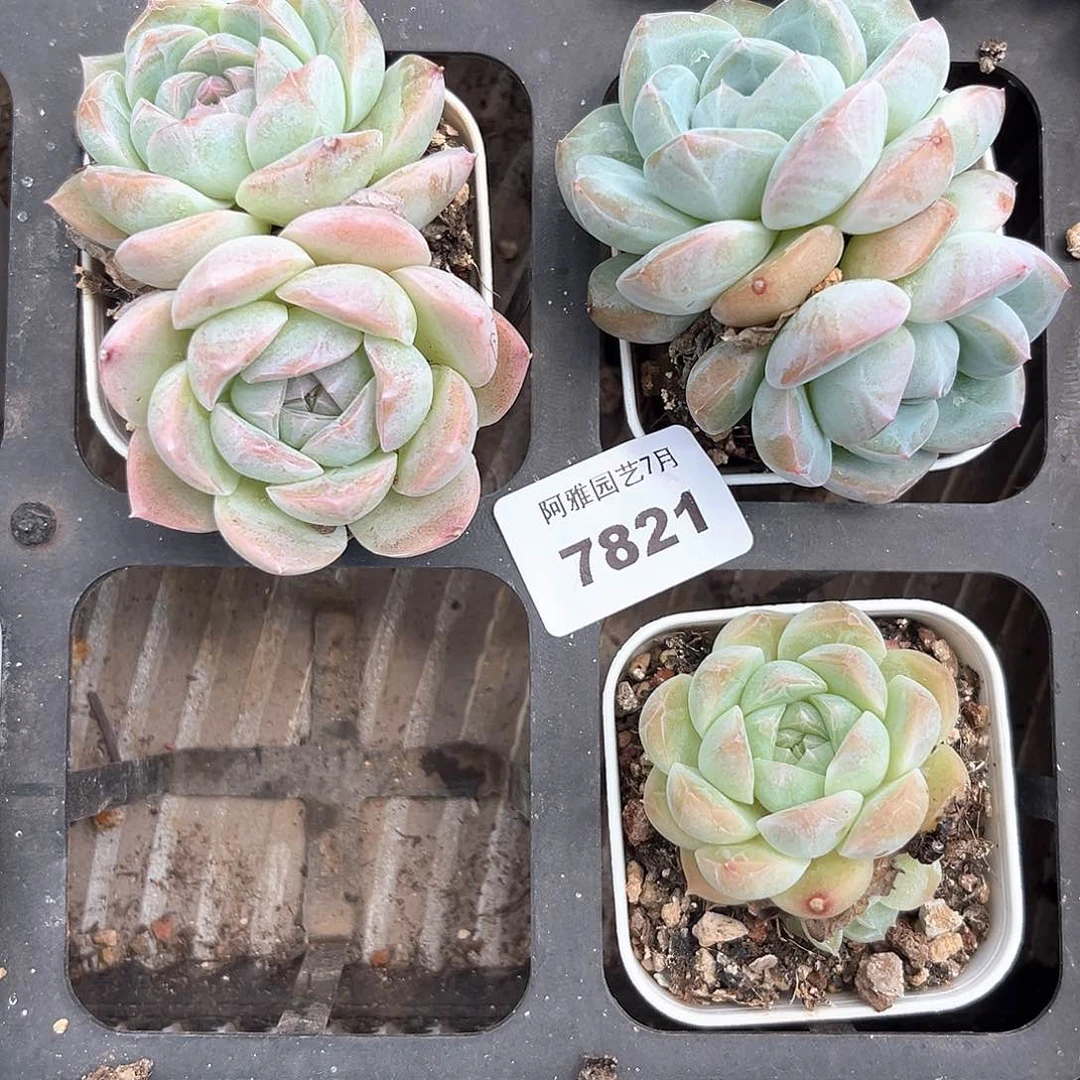阿雅园艺。      7821
