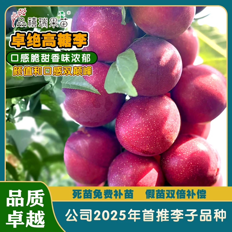 卓绝高糖李/露维娅樱桃李/二款2025年公司首推李子新品种