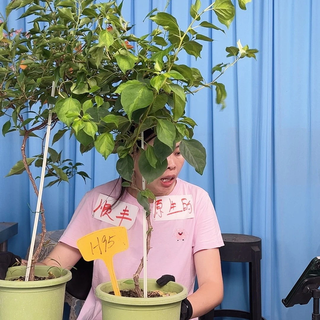 书***梅大部分开放少量花苞H95暗夕